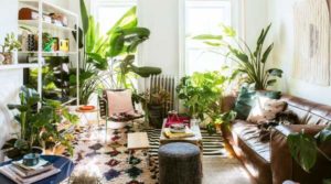Green-house e arredamento: ecco perché le piante fanno bene alla casa