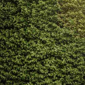 Siepe artificiale: prezzi e preventivi online