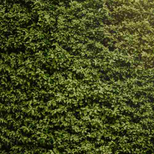 Siepe artificiale, soluzione comoda e pratica per delineare il proprio spazio verde 