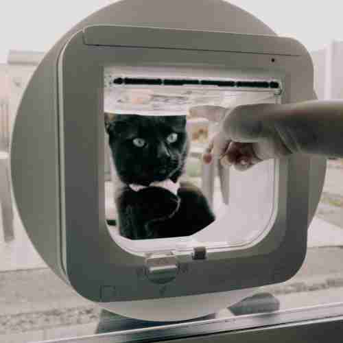 Gattaiola, soluzione funzionale per garantire la mobilità a cani e gatti.