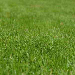 Semina o posa prato: prezzi e preventivi online