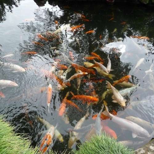 Laghetto da giardino, un lusso ma anche un'occasione per migliorare l'esperienza abitativa.